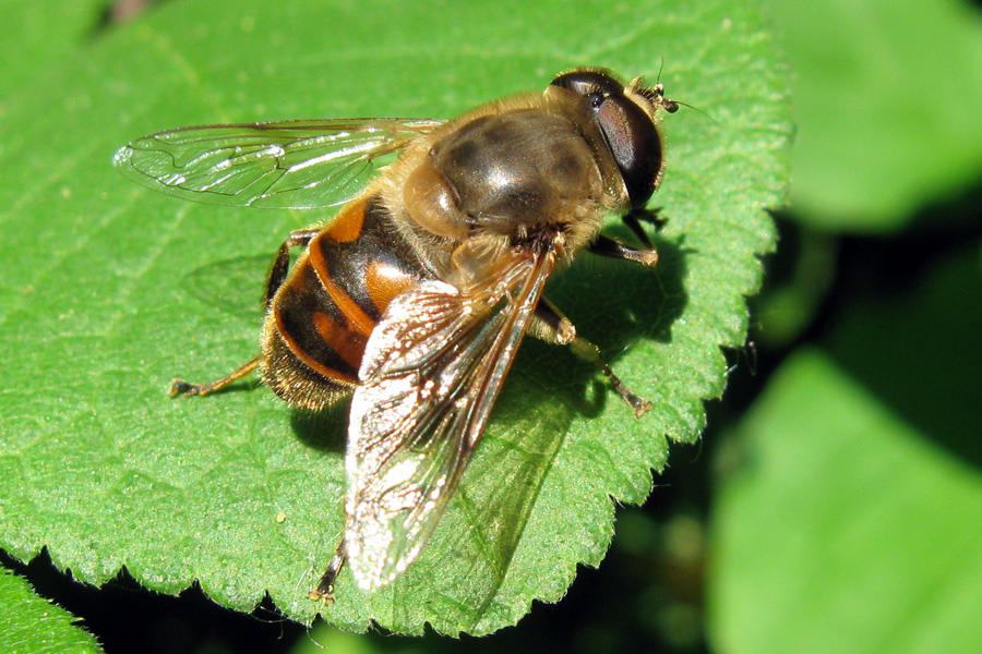 Eristalis tenax ((Syrphidae)